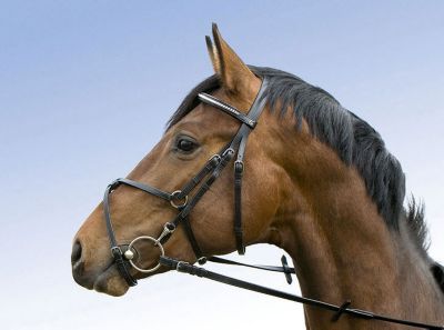 Kieffer Simone II Figure 8 Bridle