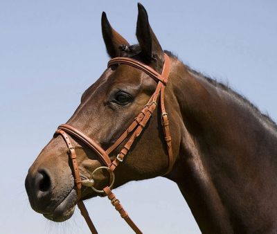 Kieffer Arlene Snaffle Bridle with Figure 8 Best Price