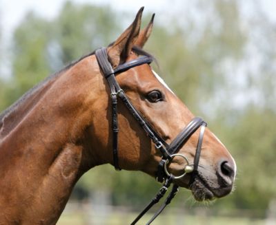 Kieffer Diana II Snaffle Bridle with Flash Best Price