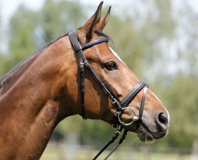 Kieffer Diana II Snaffle Bridle with Crank Noseband Best Price