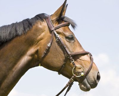 Kieffer Exclusive Columba Figure 8 Bridle Best Price