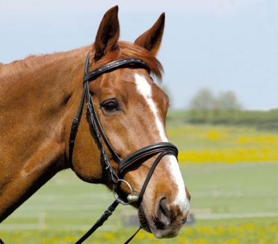 Kieffer Comfort I Snaffle Bridle with Flash Best Price