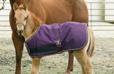 Kensington Foal Lightweight Turnout Blanket Best Price