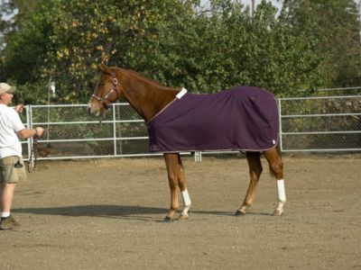 Kensington Traditional Cut Egyptian Cotton Show Sheet Best Price