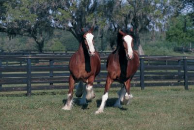 Clydesdales Poster (laminated)