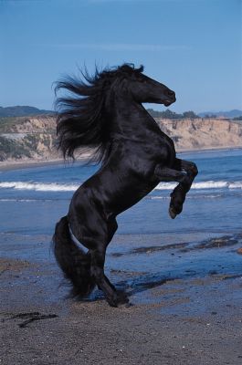 Friesian Poster (laminated)
