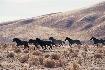 Running Horses Poster (laminated)