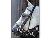 Nunn Finer Adjustable Lever Noseband