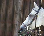 Nunn Finer Kineton Noseband