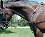 Nunn Finer Elastic Side Reins