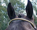 Nunn Finer Clincher Brow Band