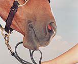 Nunn Finer Leather Lead