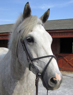 Nunn Finer Rubber Figure 8 Noseband Best Price