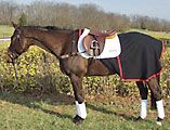 Narrow Gate Equine Wool Quarter Sheet