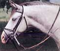 Narrow Gate Equine Overhead Attachment