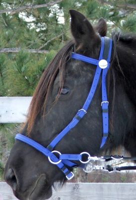 Nurtural Horse Synthetic Bitless Bridle Best Price