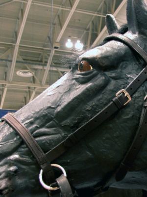 Nurtural Horse Ranchman Bitless Bridle Best Price