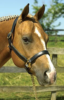 Perri's Soft Padded Leather Halter