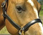 Perri's Soft Padded Leather Halter