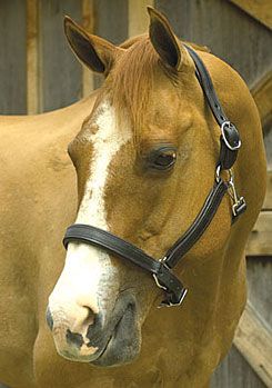 Perri's Chrome Hardware Soft Padded Leather Halter