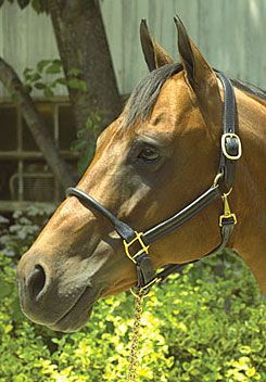 Perri's Rolled Nose 1in Leather Halter
