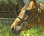 Perri's Rolled Nose 1in Leather Halter