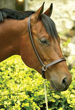 Perri's Leather Collection 3/4in Leather Grooming Halter