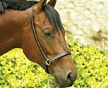 Perri's Leather Collection 3/4in Leather Grooming Halter