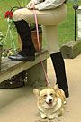 Perri's Leather Childs Suede Half Chaps