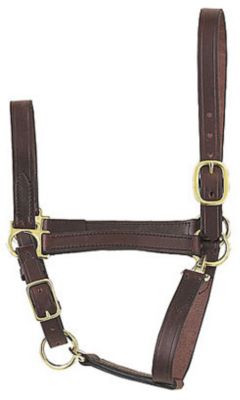 Perri's Leather Collection Economy Leather Halter