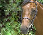 Perri's Leather Collection Havana Fancy Stitched Bridle