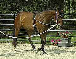 Perri's Leather Collection Neoprene Training Surcingle