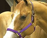 Perri's Leather Collection Premium Nylon Safety Halter