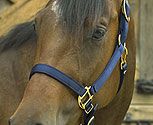 Perri's Leather Collection Nylon SuperHalter