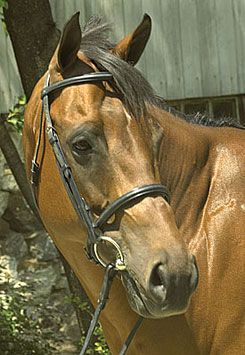 Perri's Leather Collection Black Padded Bridle