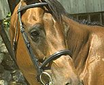 Perri's Leather Collection Black Padded Bridle
