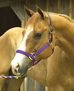 Perri's Leather Safety Halter Crown Piece