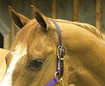 Perri's Leather Safety Halter Crown Piece