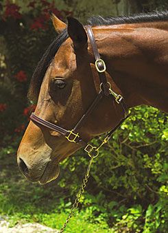 Perri's Leather Economy Convertible Grooming Halter