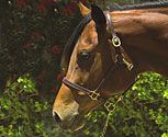 Perri's Leather Economy Convertible Grooming Halter
