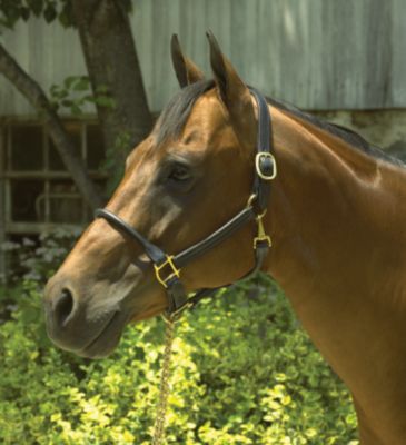 Perri's Leather Rolled Nose 1in Leather Halter