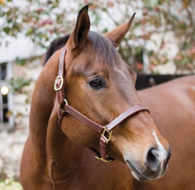 Perri's Professional Halter