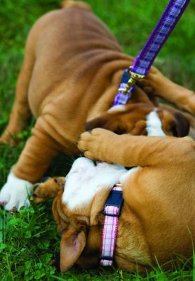 Perris Nylon Ribbon Dog Lead Best Price