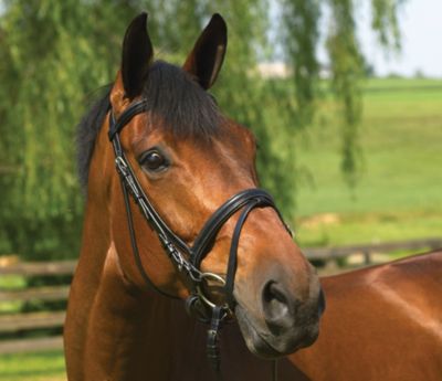 Perri's Professional Line Padded Dressage Bridle