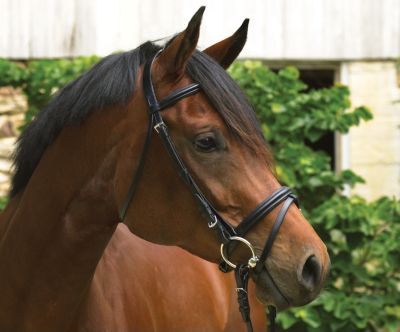 Perris Professional Line Event Bridle
