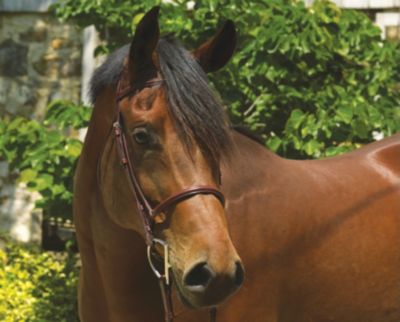 Perris Professional Line Hunt Bridle