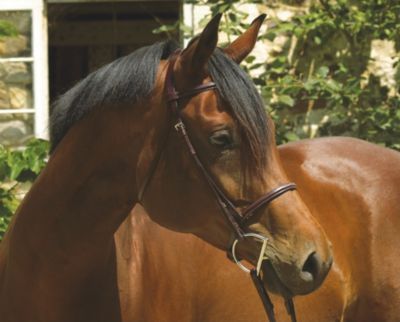 Perris Professional Line Fancy Stitched Hunter Bridle