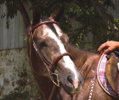 Perri's Professional Fancy Stitched Padded Hunter Bridle
