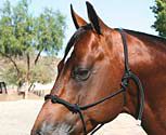 Professional's Choice Clinician Halter