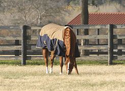 Professional's Choice Wrangler Lightweight Turnout Horse Blanket